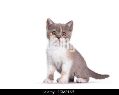 Cute Lilac Tortie Britische Kurzhaar Katze Kätzchen, sitzend Seitenwege, Blick in Richtung Kamera. Isoliert auf weißem Hintergrund. Stockfoto