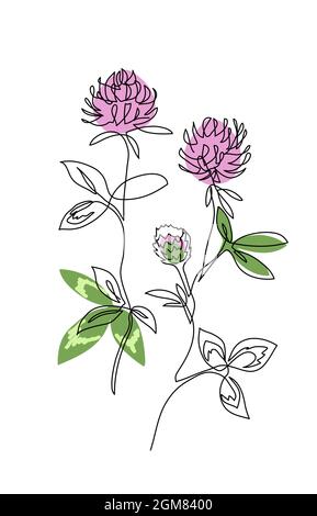 Kleeblatt Blume mit Stamm eine Linie Kunst Zeichnung. Einfache Vektorlinien-Illustration für die Etikettengestaltung von medizinischem Kraut oder Tee mit Kleeblatt Stock Vektor