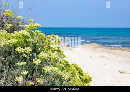 Kritmum blüht an den sandigen Ufern des Mittelmeers aus nächster Nähe. Israel Stockfoto
