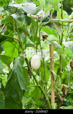 Weiße Aubergine wächst im Sommer im Garten. Selektiver Fokus. Stockfoto