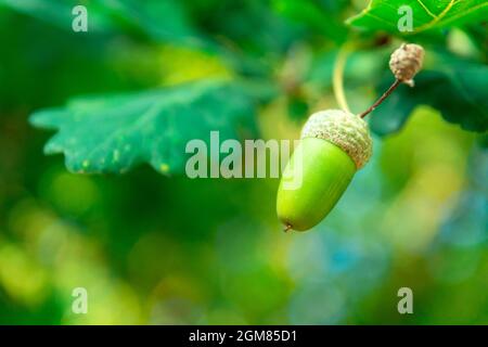 Acorn auf einem grünen Hintergrund aus Eichenblättern, Blick auf den Sommer Stockfoto