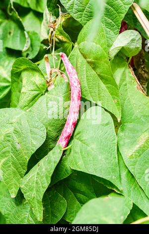Rote Bohne Niere wächst in einem natürlichen Bio-Garten. Selektiver Fokus. Stockfoto