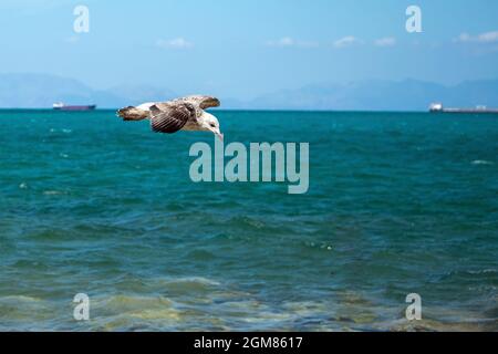 Eine Möwe fliegt mit türkisfarbenem Wasser über das Meer Stockfoto