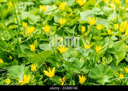 Grünes Feld mit gelben Blüten. Natürlicher Hintergrund. Stockfoto
