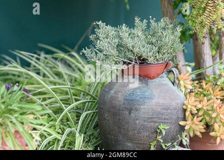 Wiederverwendete Pflanzideen. Alte zerbrochene Vase verwandelt sich in Blumentöpfe im Garten. Recyceltes Gartendesign, diy und ein Lifestyle mit geringem Abfall. Stockfoto