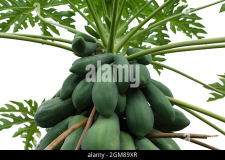 Grüne Papaya-Frucht auf Baum isoliert auf weißem Hintergrund. Stockfoto