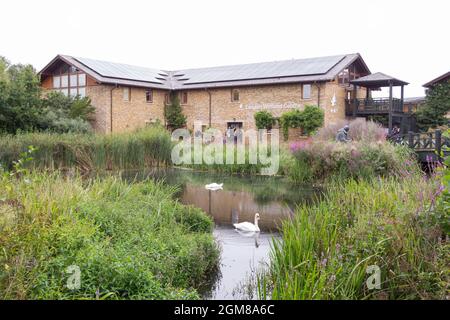 Das London Wetland Centre in Barnes, Südwesten Londons, England, Großbritannien Stockfoto