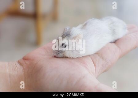 Kleine Winter weiß Hamster schlafen auf der Hand Stockfoto