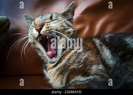 Ein schläfriges, gestromtes Kätzchen gähnt, während es auf dem großen roten Lederstuhl schläft, aus nächster Nähe. Stockfoto