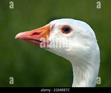 Ein Portrait mit weißem Gänseprofil, aufgenommen aus nächster Nähe, Poolsbrook Country Park, North East Derbyshire Stockfoto