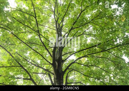 Blick auf grüne Blätter, Äste und Zweige einer Ahorndecke (Acer pseudoplatanus) in einem Wald Stockfoto