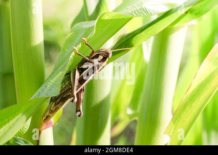 Grasshopper, der Mais im Garten isst Stockfoto