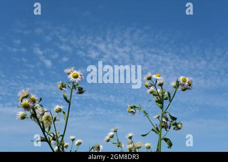 Cirrocumulus Wolken in blauem Himmel. Biene kommt zu weißen und gelben Blüten, um zu bestäuben. Wasser in gasförmigem Zustand in der Natur. Stockfoto