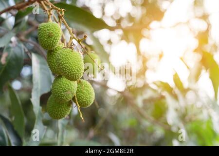 Unreife grüne Litschi, die an einem Litschi-Baum hängt. Frische grüne Litschi-Früchte wachsen auf dem Baum. Stockfoto