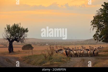 Ziegen und Schafe unterwegs in Greci, Rumänien. Sommeruntergang Stockfoto