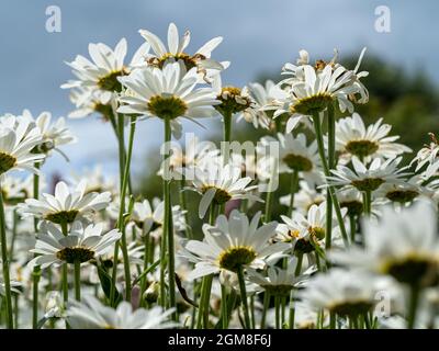 Weiße Ochsenaugen-Gänseblümchen in einem Sommergarten Stockfoto