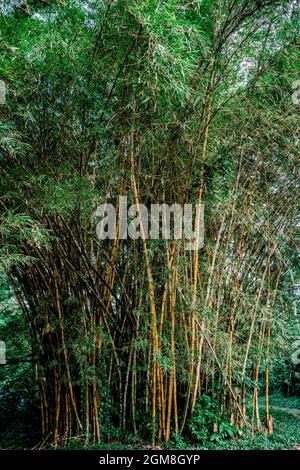 Vertikales Foto von mehreren Baumstämmen aus Bambus in einem Regenwald Stockfoto
