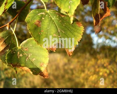 Herbstblätter aus Holz. Stockfoto