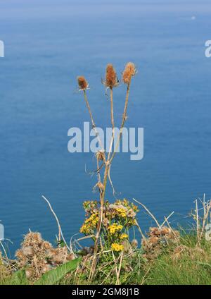 Teel Seed Heads, wächst auf einer Meeresklippe gegen einen blauen Meer Backgorund Stockfoto