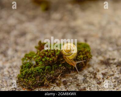 Eine Schnecke mit einem Haus auf einem grünen Waldmoos am Morgen. Stockfoto