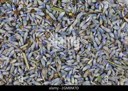 Trockene oder getrocknete Lavendelblüten Hintergrundstruktur. Stockfoto
