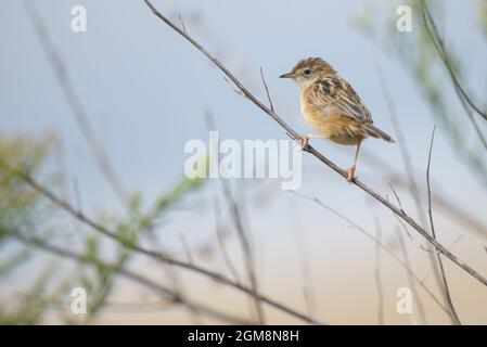 Zitting cisticola (Cisticola juncidis) Stockfoto