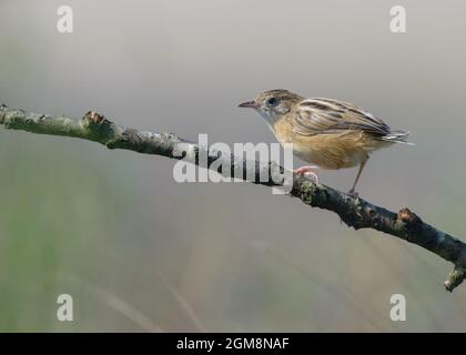 Zitternde Cisticola (Cisticola juncidis) Jungtiere, die auf einem Ast laufen, ohne Schwanzfedern Stockfoto