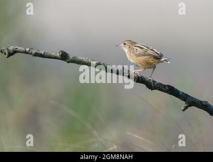 Zitting cisticola (Cisticola juncidis) Jungvogel auf dem Ast im Frühling Südeuropas Stockfoto