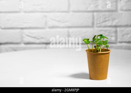 Eco-Becher Aus Papier Mit Microgreen. Junge grüne Sprossen wachsen. Gesunde Ernährung Konzept. Heller Backstein-Hintergrund. Copyspace Stockfoto