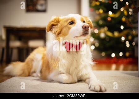 Liegender Border Collie mit einer Fliege um den Hals. Liegender Hund vor einem Weihnachtsbaum. Stockfoto