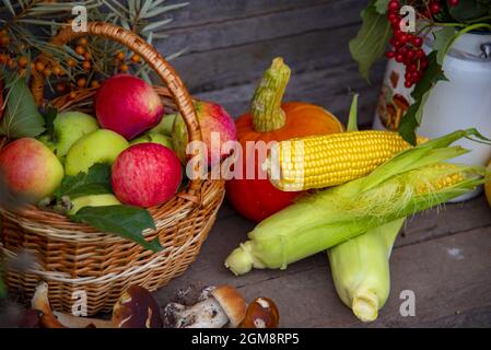 Auf der hölzernen Veranda gibt es helle Kürbisse, reife Äpfel im Korb, Maiskolben, Pilze und Zweige mit Herbstbeeren in einer alten emaillierten Dose. Stockfoto