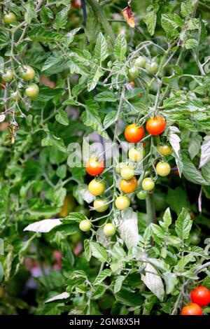 Vertikale Nahaufnahme von Tomaten, die in einem Garten wachsen Stockfoto