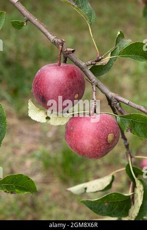 Zwei rote reife Äpfel, die vor grünem Laub am Ast hängen, Früchte im Garten, Seitenansicht, Nahaufnahme Stockfoto