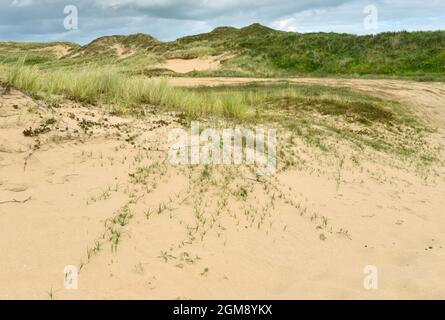 Sandkante - Carex arenaria Stockfoto