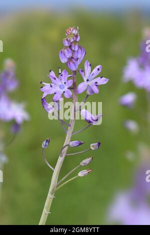 Autumn Squill - Scilla autumnalis Stockfoto