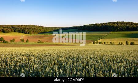 Landschaftlich reizvolle Aussicht auf grünes Agrarfeld vor blauem Himmel an einem sonnigen Sommertag in Werbach, Taubertal, Deutschland Stockfoto