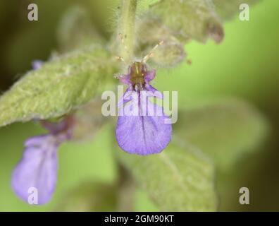 Water Germander - Teucrium scordium Stockfoto