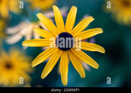 Gelbe Blume Rudbeckia, auch Koneblümchen oder schwarzäugige-susan, Nahaufnahme und selektiver Fokus Stockfoto