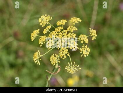 Fenchel - Foeniculum vulgare Stockfoto