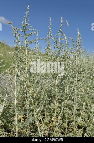 Meer Wermut - Artemisia maritima Stockfoto