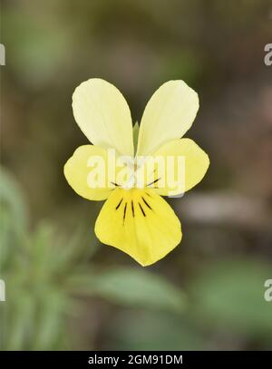 Dune Pansy - Viola tricolor ssp. Curtisii Stockfoto