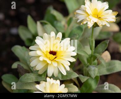 Calendula officinalis Bon Bon Hellgelb Stockfoto