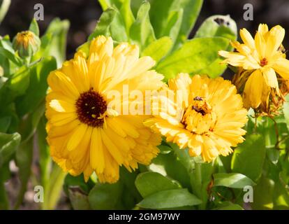 Calendula officinalis 'Calexis Yellow' Stockfoto