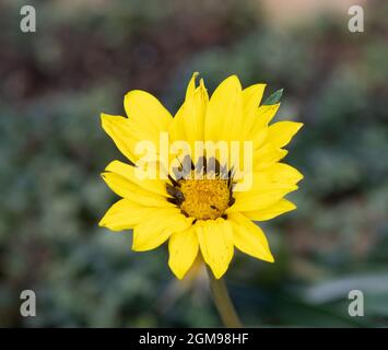 Gazania linearis Colorado Gold Stockfoto