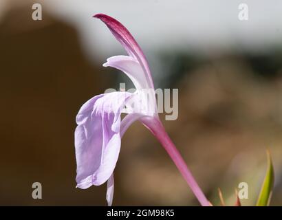 Roscoea purpurea Gewürzinsel Stockfoto