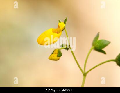 Calceolaria mollissima Stockfoto