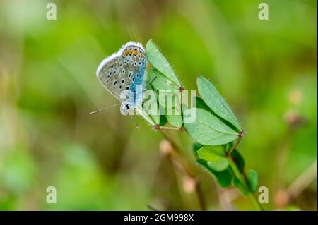 Männlicher Blauer Schmetterling, der ruht. Stockfoto