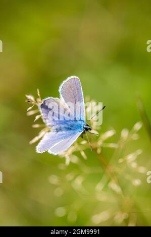 Männlicher Blauer Schmetterling, der ruht. Stockfoto