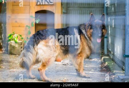 Der deutsche Schäferhund 'Ajax' spaziert in seinem Herrenhaus Stockfoto