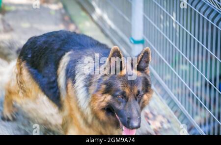 Der deutsche Schäferhund 'Ajax' spaziert in seinem Herrenhaus Stockfoto